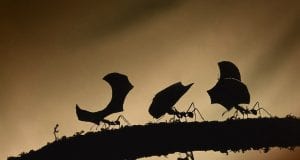 Transformative Team Building Ants